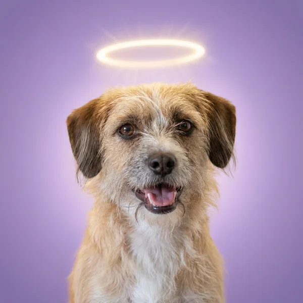 Halo