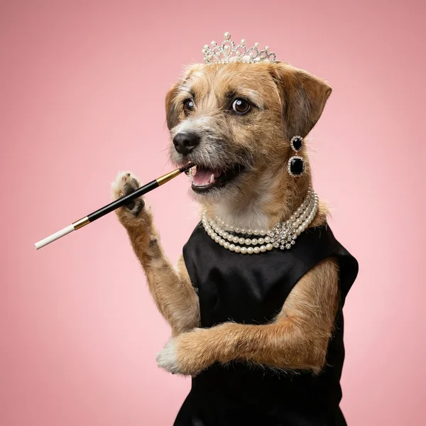 Pawdrey Hepburn