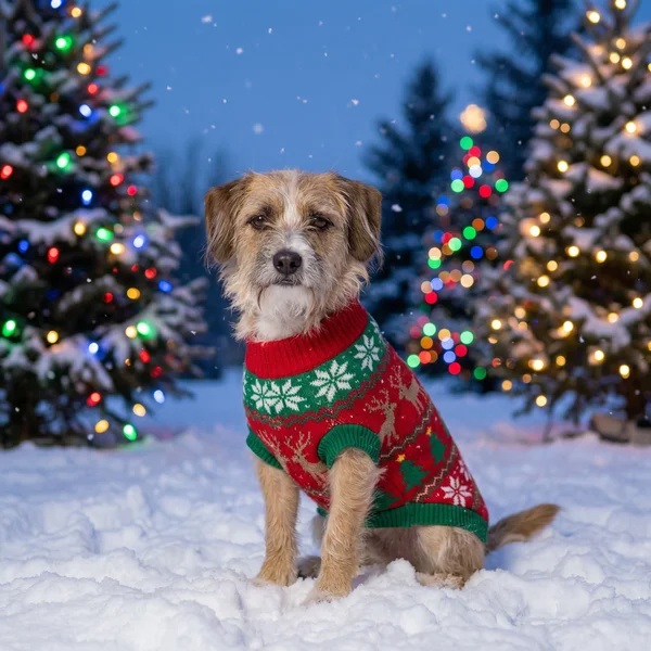 Santa Paws