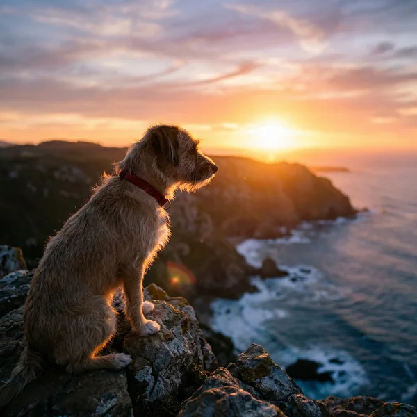 Summit Seeker
